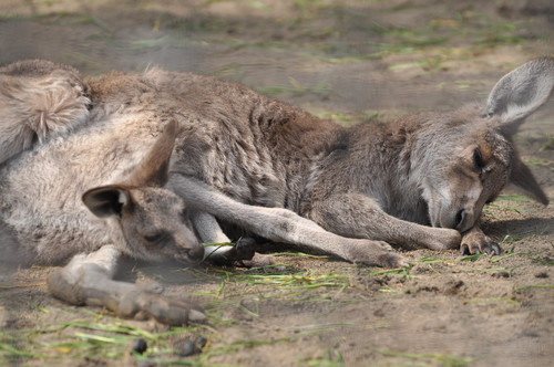オオカンガルー,Eastern grey kangaroo