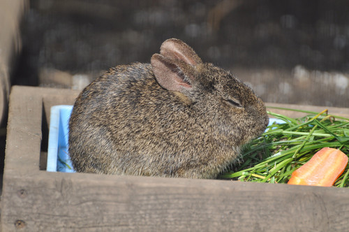 メキシコウサギ,Volcano rabbit