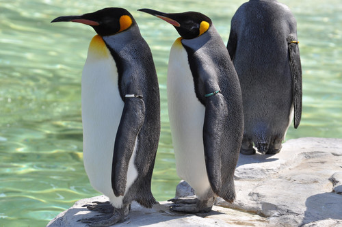 オウサマペンギン,King Penguin