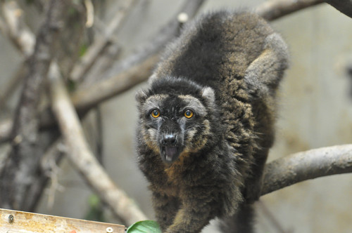 ブラウンキツネザル,Brown Lemur