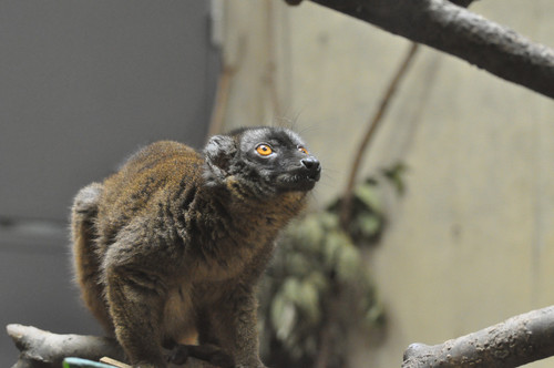 ブラウンキツネザル,Brown Lemur