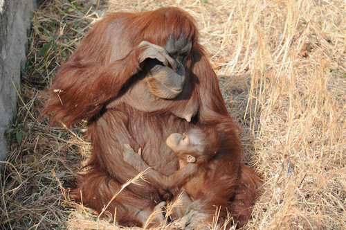 オランウータン,Orangutan