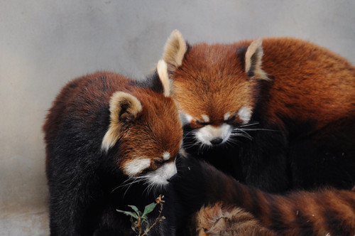 レッサーパンダ,Red panda