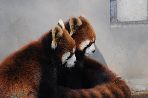 レッサーパンダ,Red panda