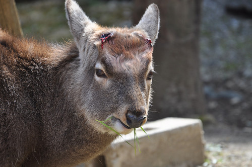 エゾシカ,Hokkaido Sika Deer