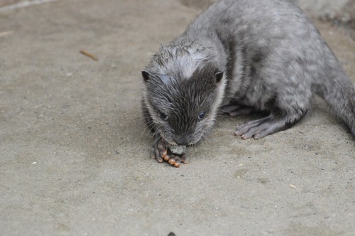 コツメカワウソ,Oriental Small-clawed Otter