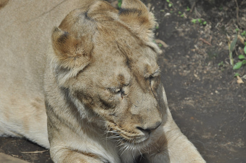 インドライオン,Asiatic Lion