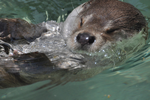 ユーラシアカワウソ,Eurasian otter