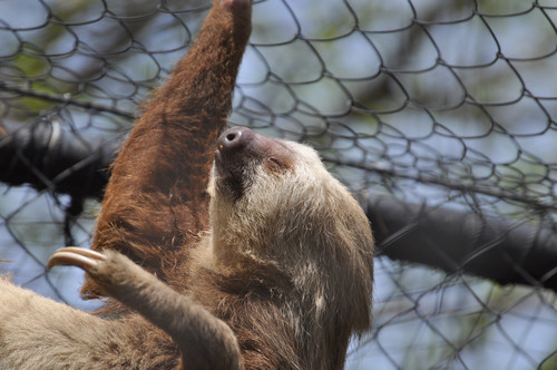 ホフマンナマケモノ,Hoffman's two-toed sloth