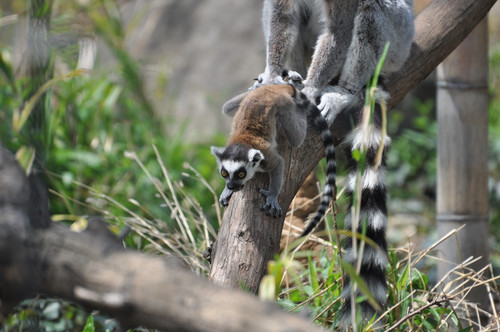 ワオキツネザル,Ring-tailed Lemur