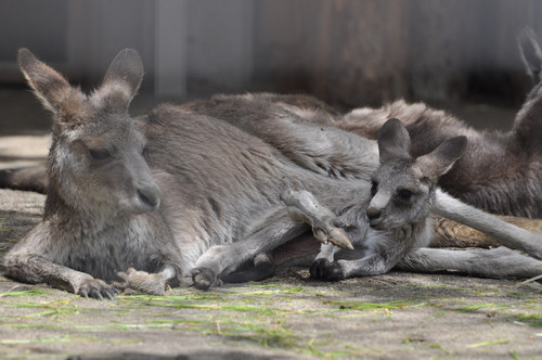 オオカンガルー,Eastern grey kangaroo
