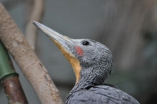 ボウシゲラ,Great Slaty Woodpecker 