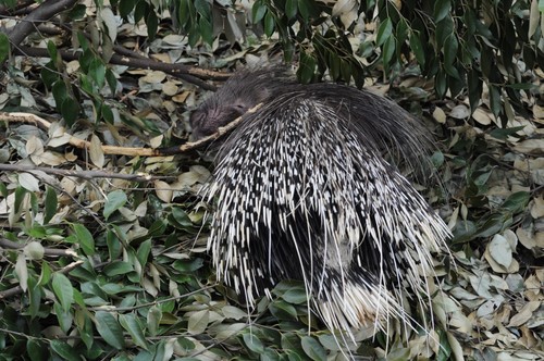 アフリカタテガミヤマアラシ,African crested porcupine