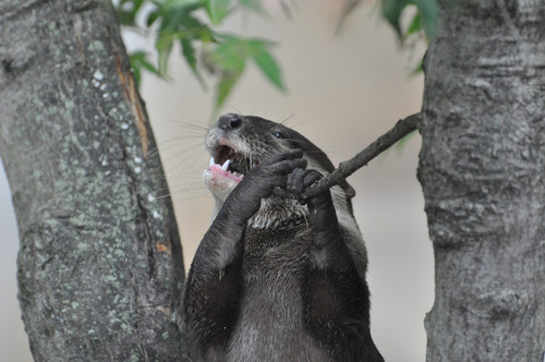コツメカワウソ,Oriental Small-clawed Otter