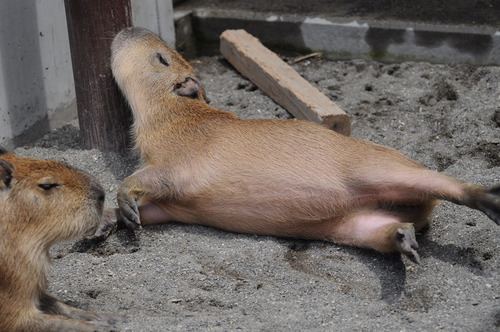 カピバラ,Capybara